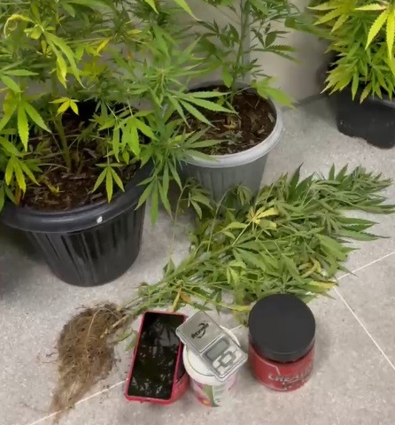 Polícia prende homem em flagrante e apreende dez pés de maconha no RN