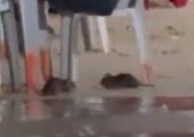 Ratos dividem espaço com visitantes em praia de Natal; assista