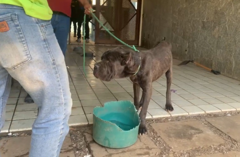 Polícia resgata cães que viviam em condições de abandono e maus tratos em Natal 