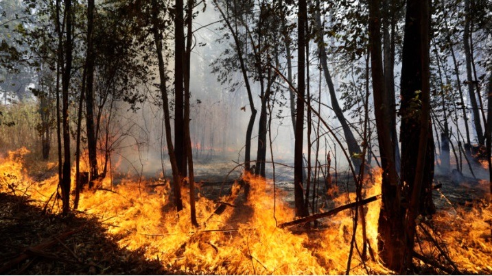 Fogo destrói o equivalente a 16,3 milhões de campos de futebol em 2024