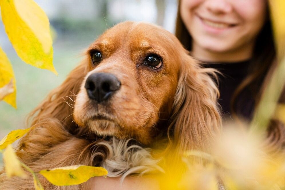 Alerta amarelo: saúde mental dos animais também merece atenção