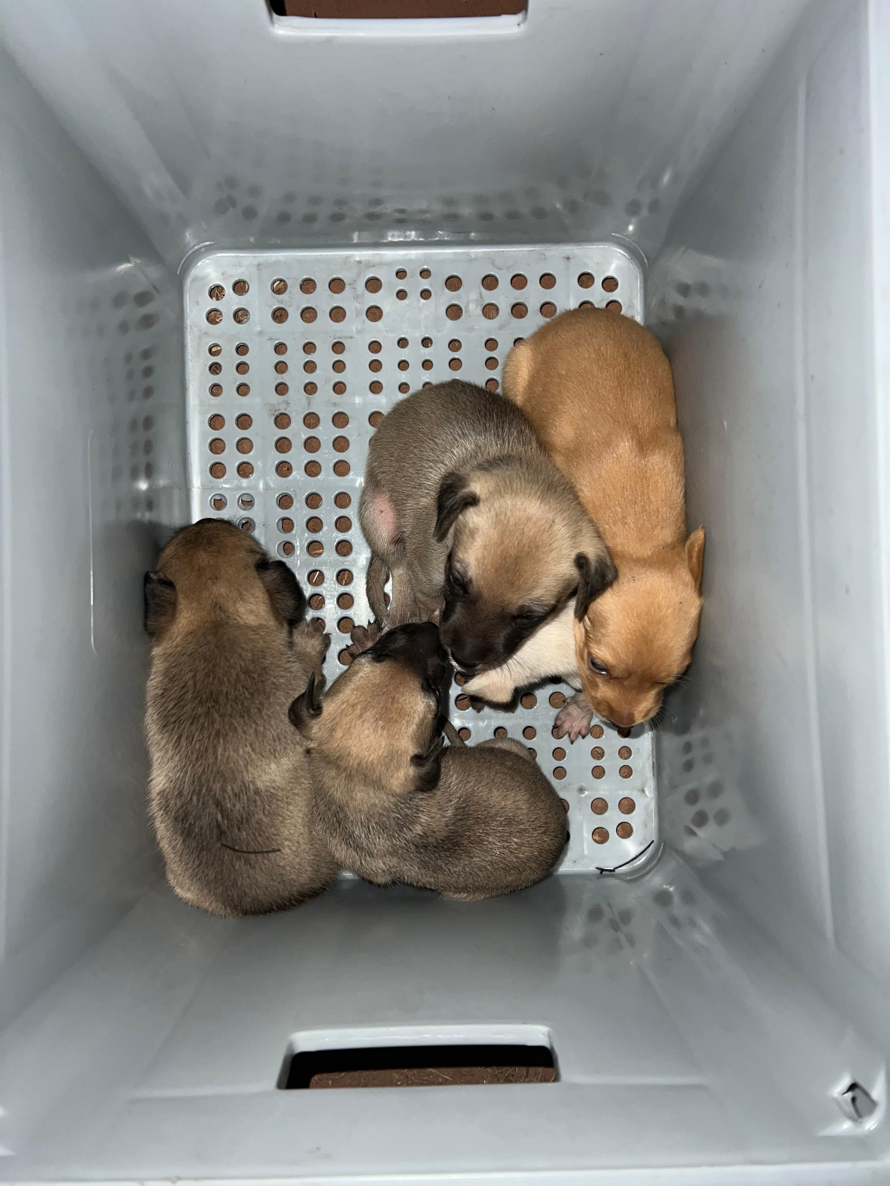 Filhotes de cachorro são resgatados durante combate a incêndio em vegetação em Natal