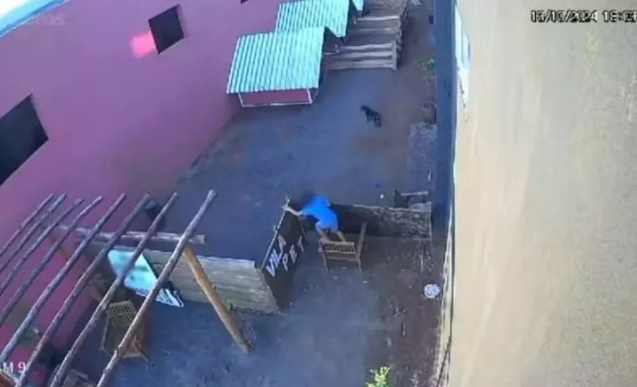 Criança de 9 anos invade clínica veterinária e esquarteja 23 animais