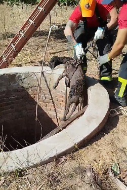 Corpo de Bombeiros resgata ovelha de poço na zona rural de Apodi