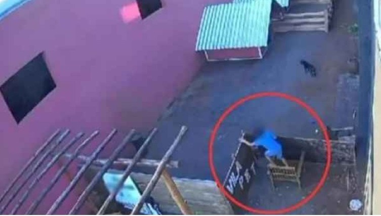 Criança de 9 anos que matou 23 animais em fazendinha diz que não foi a primeira vez; entenda