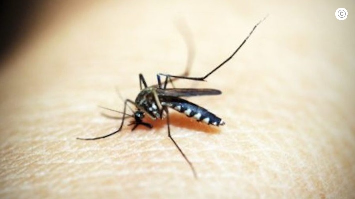 Em pior ano da história, Brasil supera 6,5 mi de casos de dengue