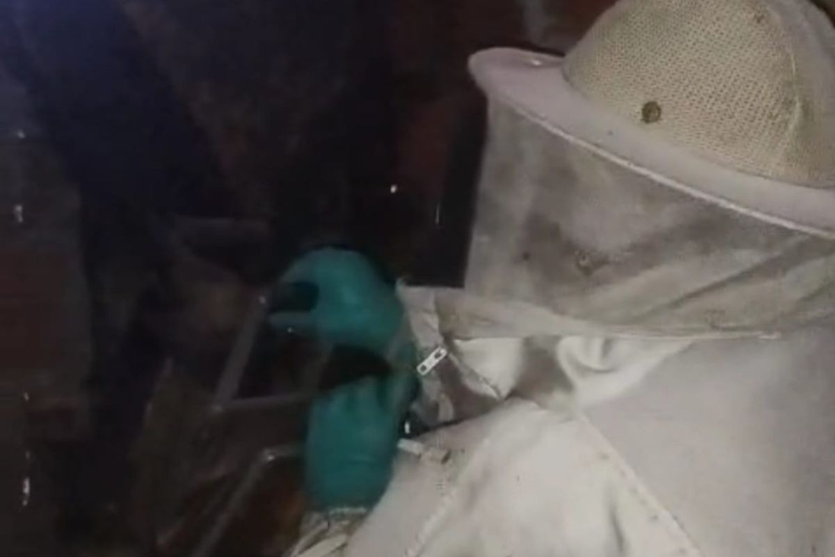 Bombeiros removem enxame de abelhas em Currais Novos