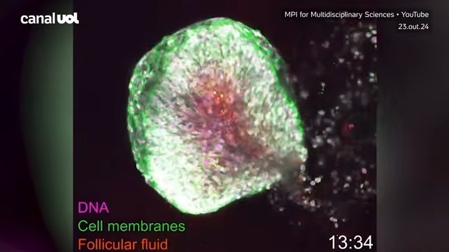 Cientistas filmam ovulação pela 1ª vez com detalhes extraordinários