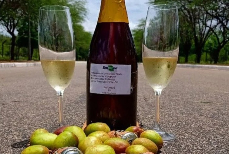 Vem aí o vinho de umbu, uma das frutas mais exóticas da Caatinga brasileira