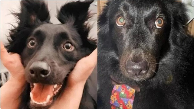 Cachorro é encontrado morto após tutora deixá-lo em creche