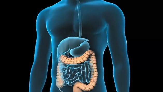 Câncer de intestino: atente-se ao rastreio preventivo e veja os sintomas