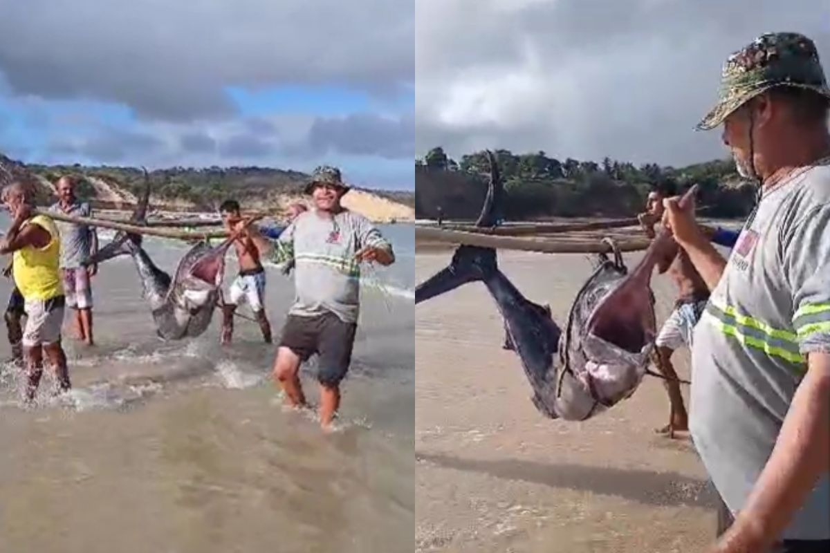 VÍDEO: Pescadores capturam peixe gigante no litoral do RN