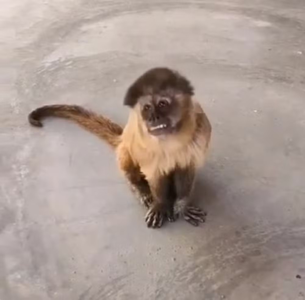 Macaco entra em chácara no interior do RN, quebra canos, bagunça casa, come queijo e foge