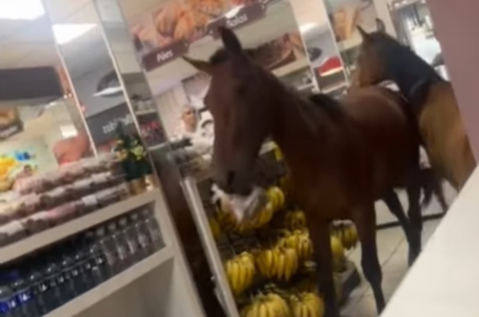 VÍDEO: Cavalos invadem padaria e tentam “roubar” panetones; assista