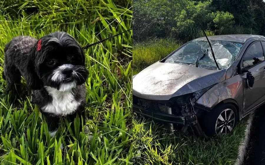 Motorista capota carro com duas crianças após cachorro pular no colo dela