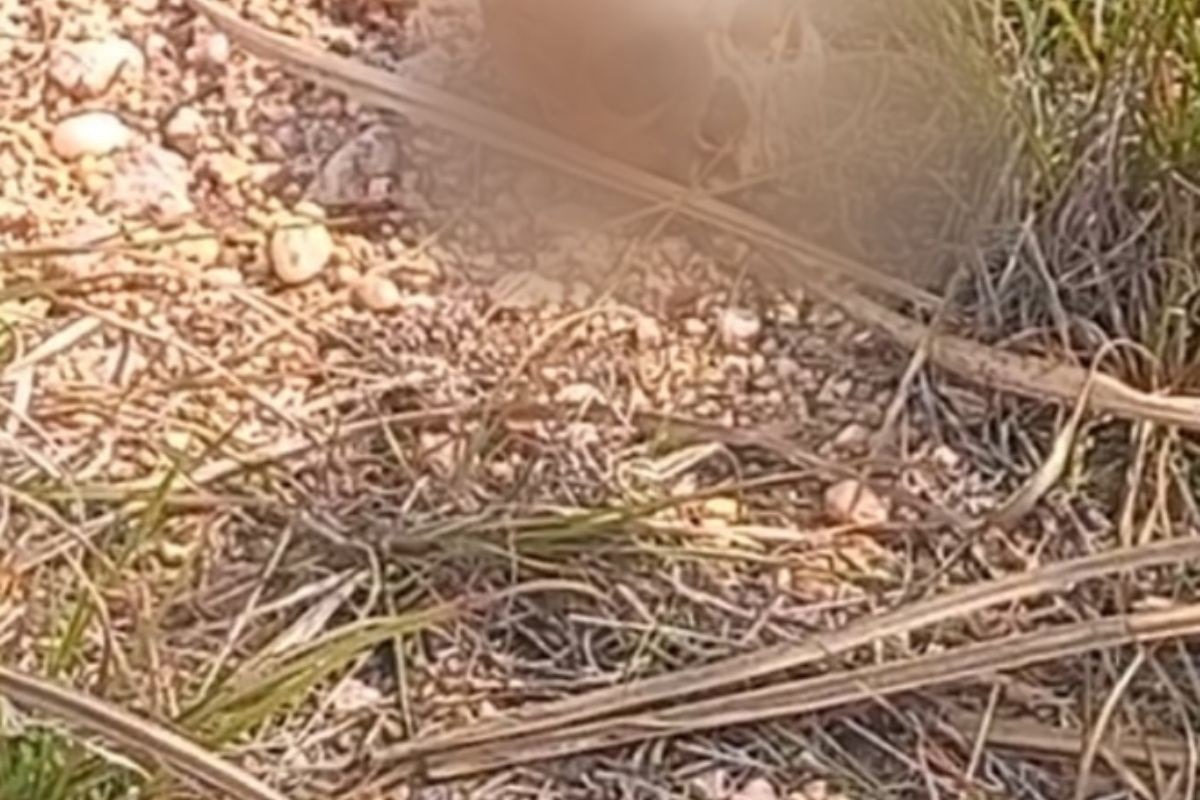 Ossada humana é encontrada em canavial na Zona Rural de Macaíba