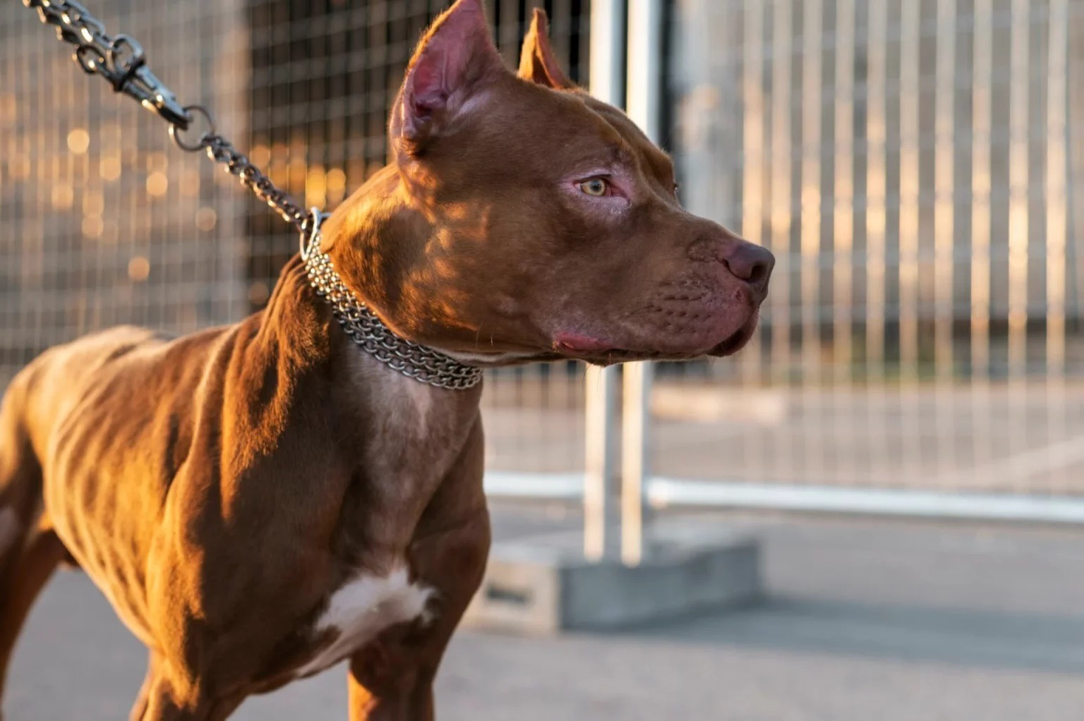Criança de quatro anos morre após ser atacada por pitbull no RN