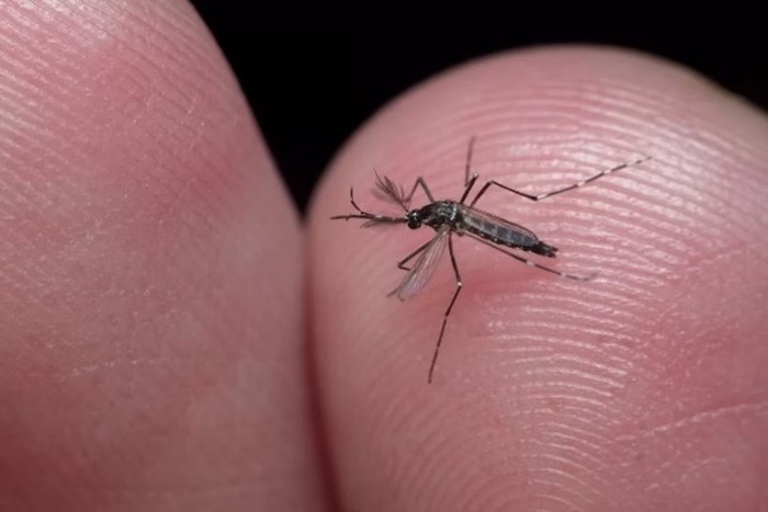 RN está em estado de alerta para epidemia de dengue, segundo a Sesap