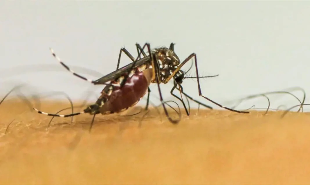 Ministério da Saúde distribui 31,1 mil testes rápidos para dengue no RN