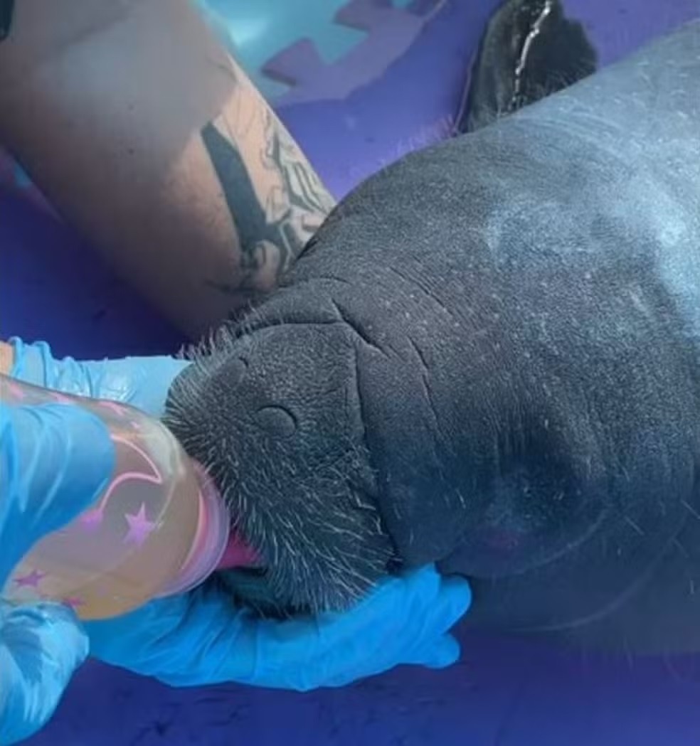 Filhote de peixe-boi é resgatado após encalhar em praia na Grande Natal