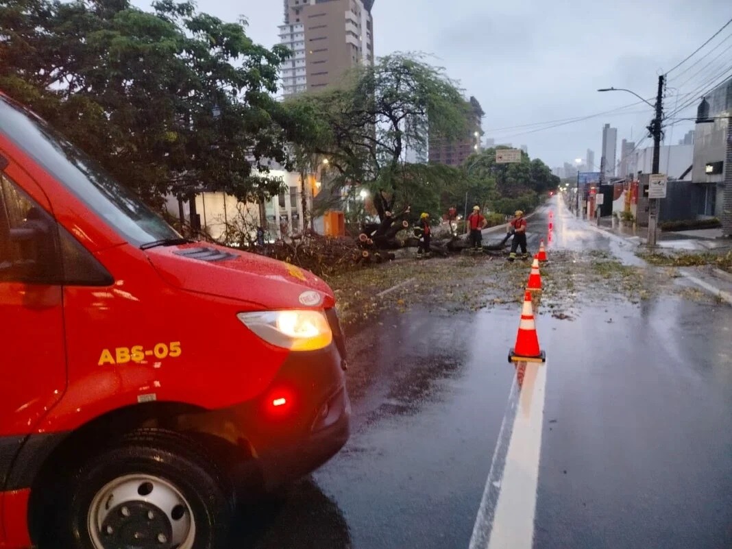 VÍDEO: Árvore cai e interdita parcialmente Avenida Hermes da Fonseca