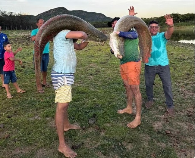 Pescadores capturam três pirarucus com mais de 60 kg no interior do RN