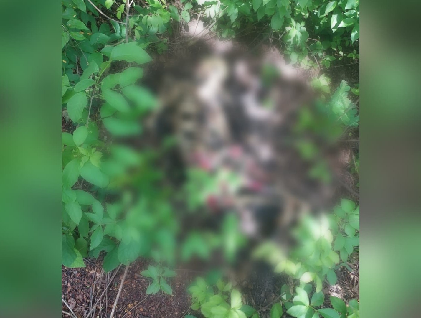 Ossada é encontrada em Parnamirim