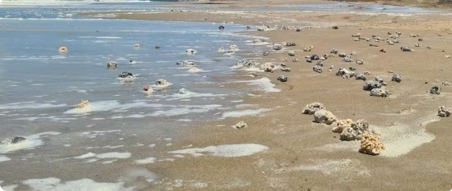 Contratação de empresa para limpeza de rodolitos na praia de Ponta Negra é suspensa
