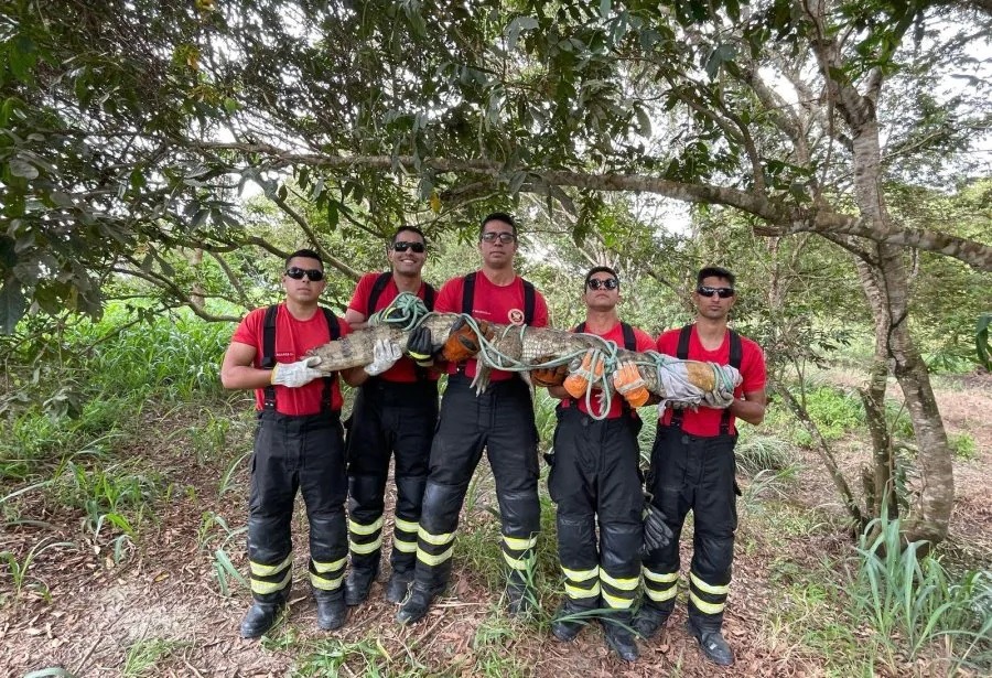 Bombeiros resgatam jacaré de 2,1 metros em Goianinha