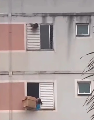 VÍDEO: Moradora salva cachorrinho pendurado na janela de 5º andar de prédio com caixa de papelão