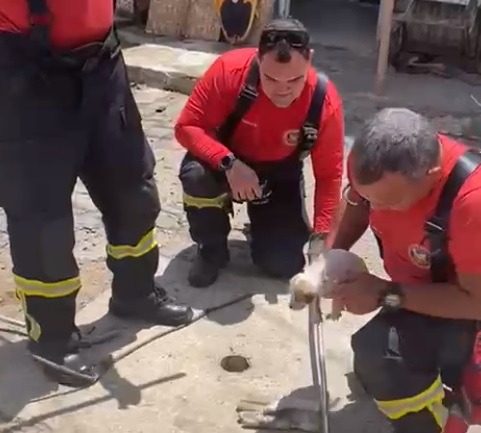 Bombeiros resgatam cachorro preso em bueiro em Natal