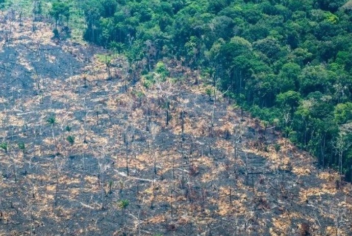 Taxa de desmatamento na Amazônia aumenta quase 70% em janeiro de 2025