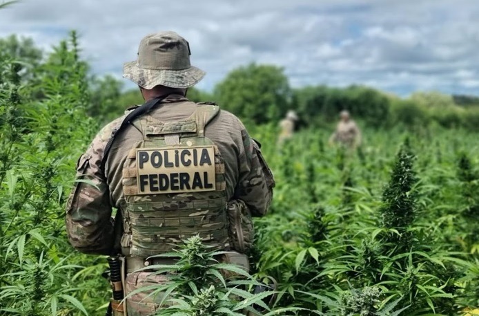 PF destrói 134 mil pés de maconha em operação no sertão de Pernambuco