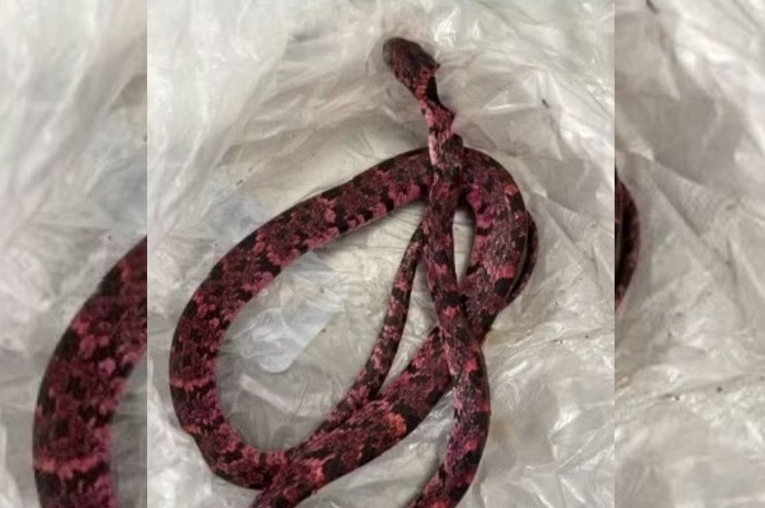 Homem come cobra, passa mal e vomita o animal após bebedeira no Ceará