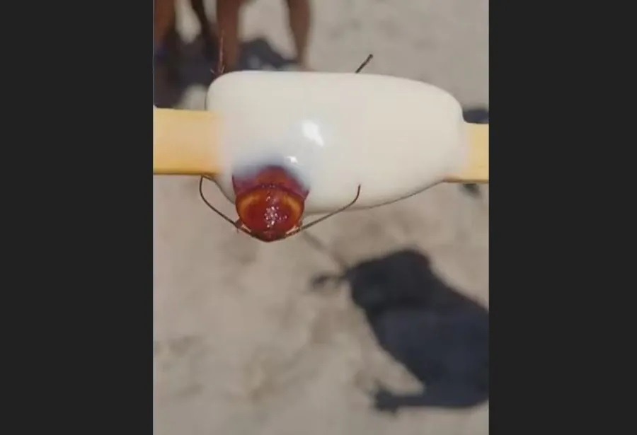 Fábrica de sorvetes é fechada após consumidora mostrar imagem de barata em picolé