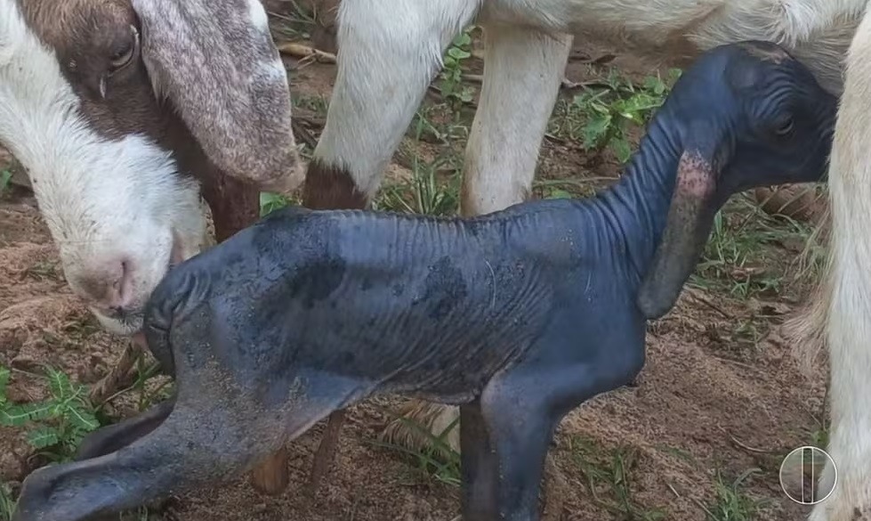Cabrito nasce sem pelos e chama a atenção no interior do RN