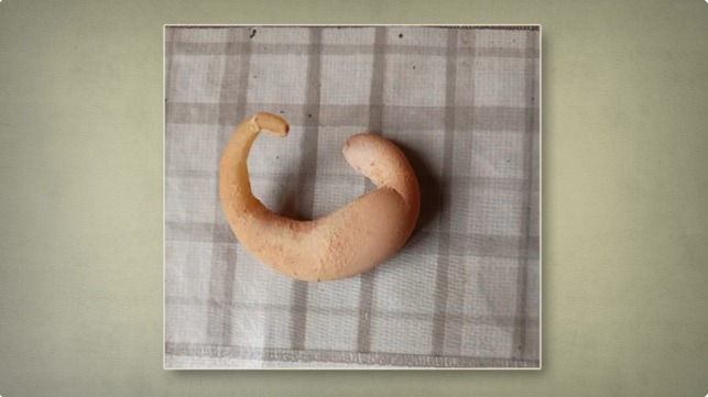 Galinha bota ovo em formato de meia-lua