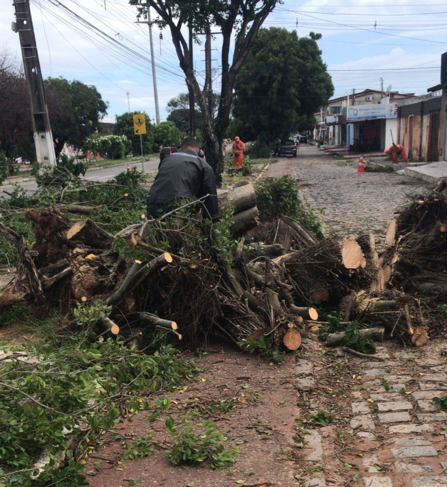 Chuvas causam quedas de árvores em Natal; teto de escola é atingido