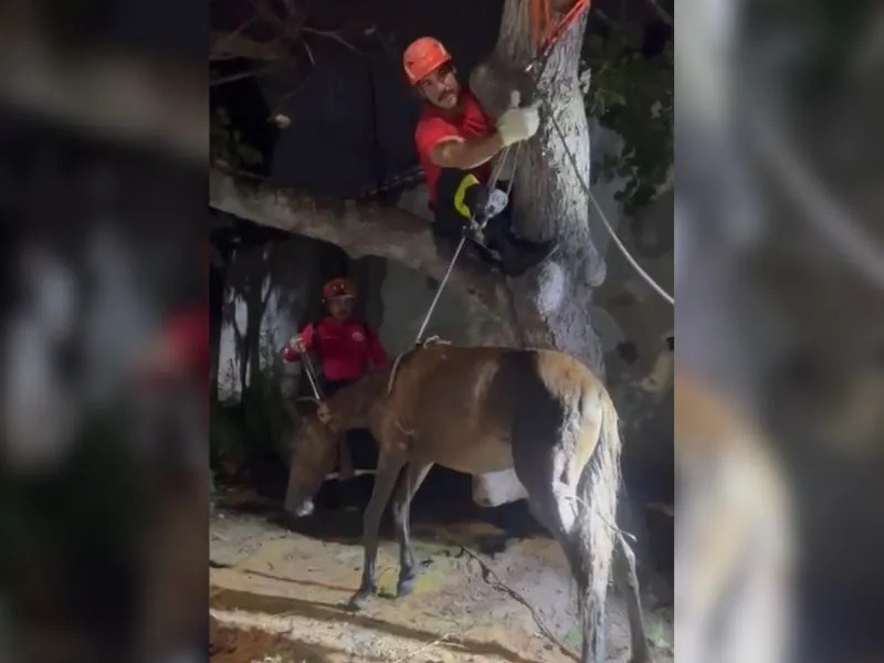 VÍDEO: Bombeiros resgatam cavalo que caiu em fossa de esgoto desativada em Natal