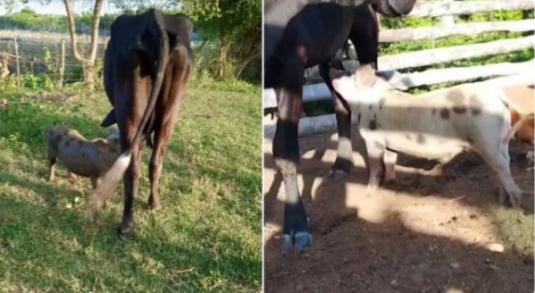 Cadê o leite? Fazendeiro flagra porco mamando nas tetas das vacas em fazenda do RN