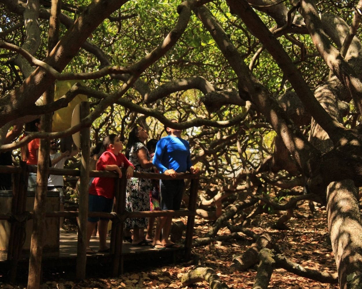 Confira os horários de funcionamento do Cajueiro, Parque das Dunas e Mata da Pipa no feriadão