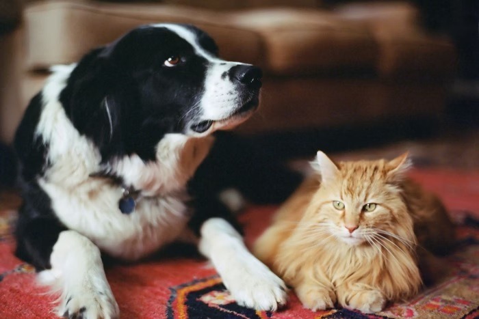 Lula lança RG para cães e gatos nesta quinta