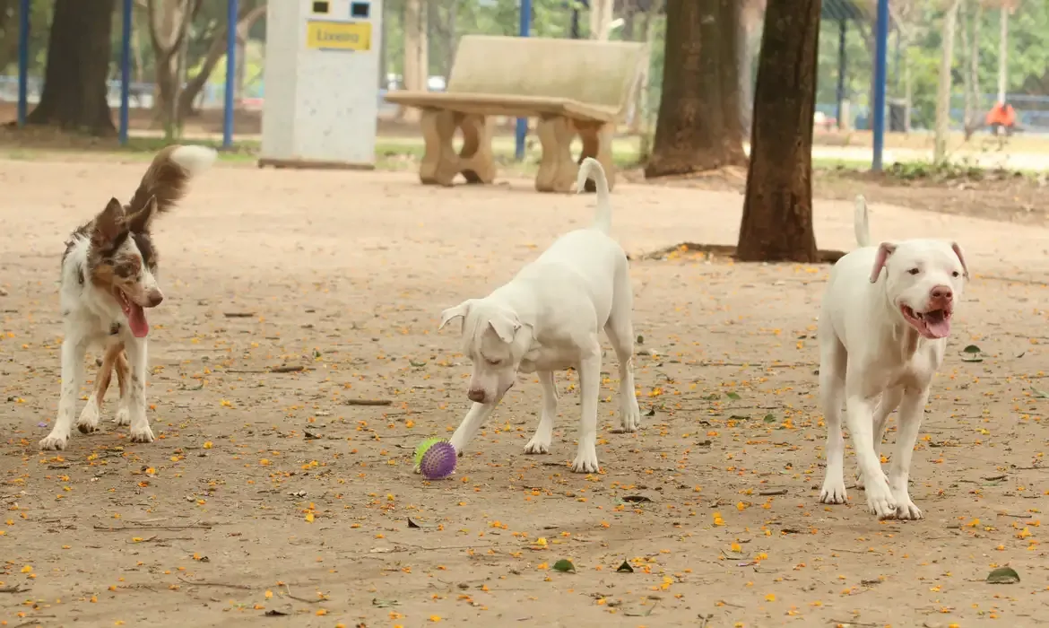 Saiba como funciona o novo RG Animal para cães e gatos