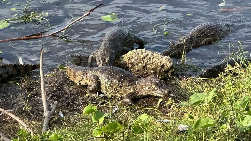 Quantidade de jacarés em lago chama atenção e preocupa moradores na Grande Natal