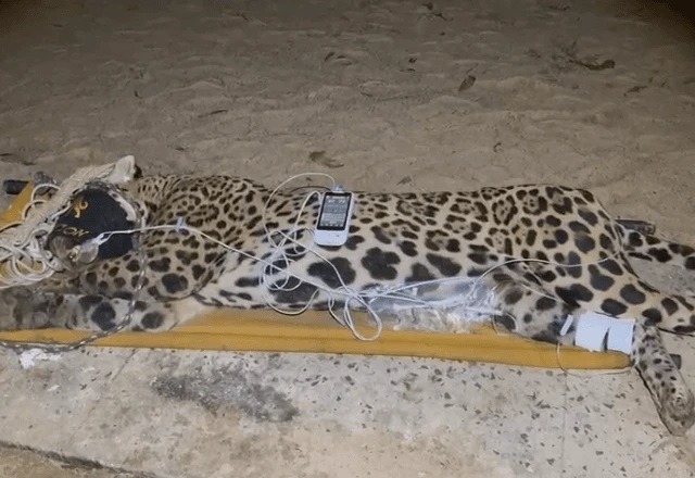 Onça que matou caseiro é capturada pela Polícia Ambiental no Pantanal