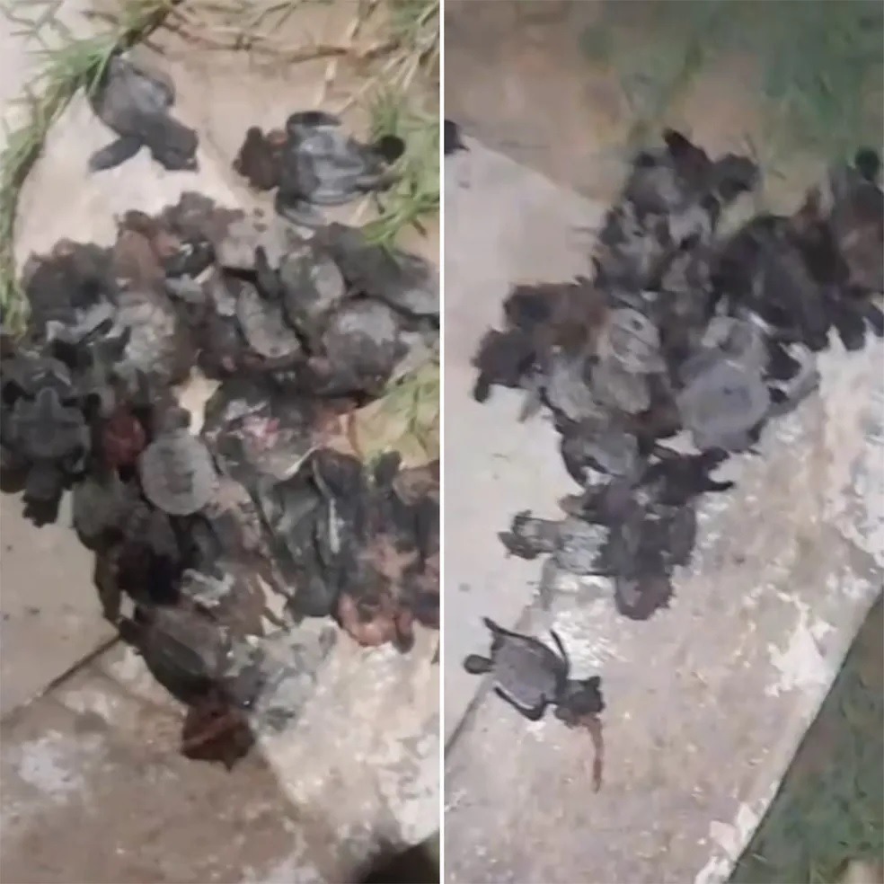 Mais de 30 filhotes de tartarugas morrem atropelados na Redinha