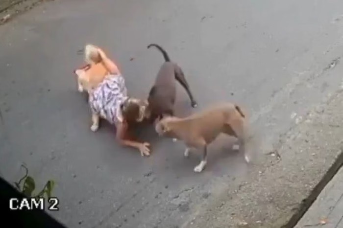 VÍDEO: Grávida de 7 meses cai no meio da rua para evitar briga de cães; ASSISTA