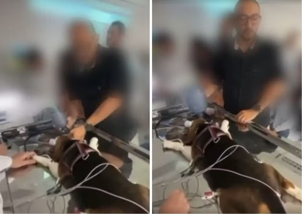 Informação sobre parada respiratória provocada em cachorro foi ‘inapropriada e descontextualizada’, diz veterinário