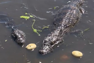 VÍDEO: “Lagoa dos Jacarés”: registro em Maracajaú assusta moradores e expõe risco perto de casas