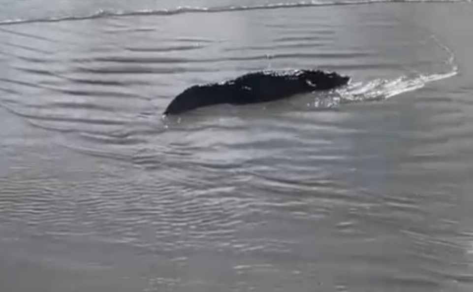 VÍDEO: Jacaré é encontrado na praia de Genipabu